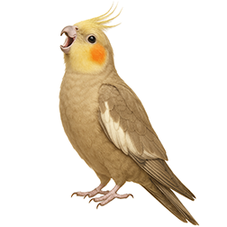 Cinnamon Cockatiel